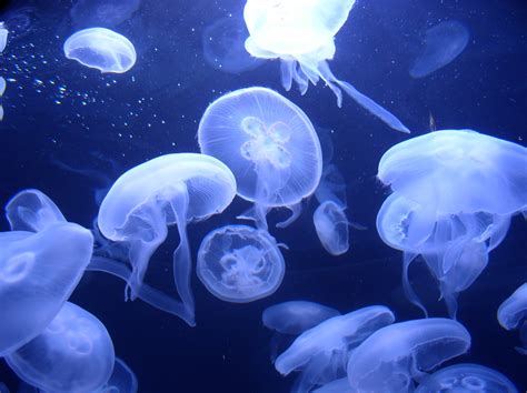 Animal Unique: Moon Jellyfish