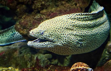 Types Of Eels: 8 Of The Best Freshwater And Saltwater Eels – Pets For ...