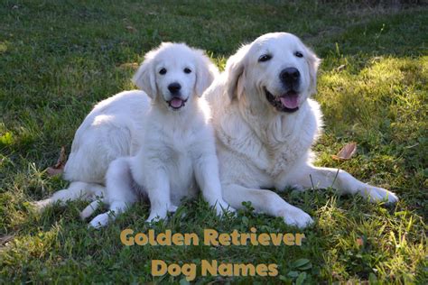 250+ Golden Retriever Dog Names (With Meanings) - PetHelpful