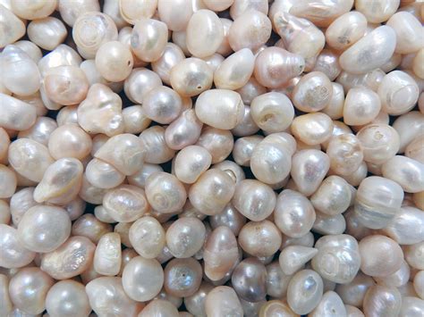 Freshwater Pearl Harvesting: A Skillful Process - TPS Blog