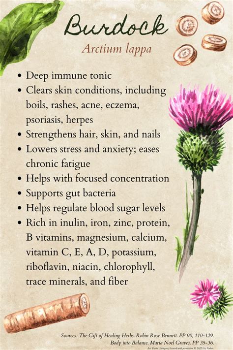 Benefits of burdock root | Medical herbs, Herbs, Healing herbs