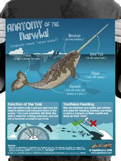 Anatomy of the Narwhal | Anatomy, Narwhal, The narwhal