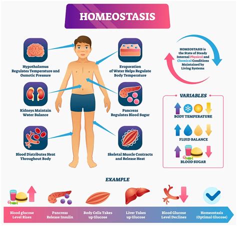 Homeostasis Esquema