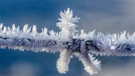 Wallpaper Winter, frost, ice, tree branch 3840x2160 UHD 4K Picture, Image