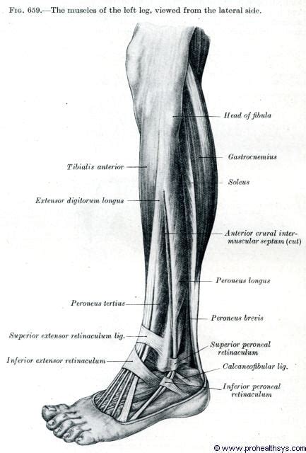 Lateral Crural Muscles - Prohealthsys