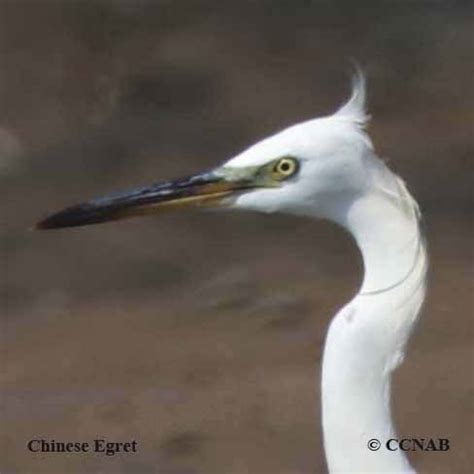 Egret Species - North American Birds - Birds of North America