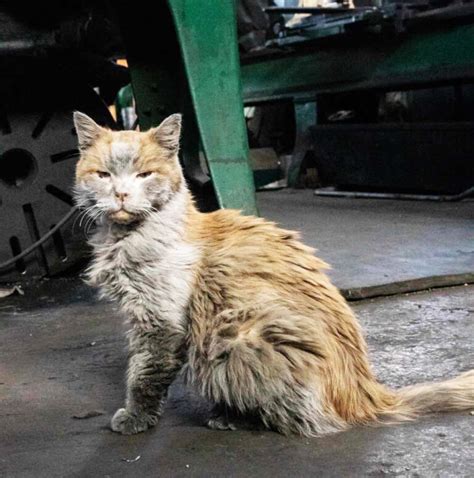 Meet Dirt the Cat: Nevada Northern Railway’s rail cat - Trains