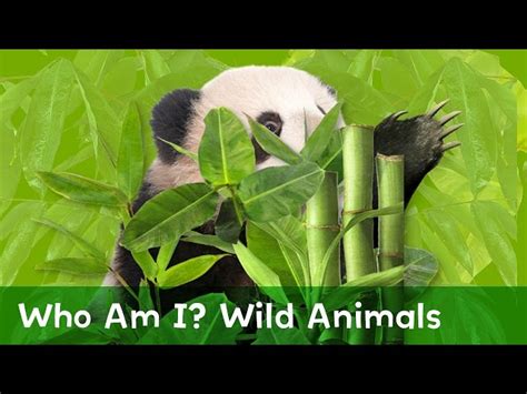 Guess the animal - English ESL video lesson