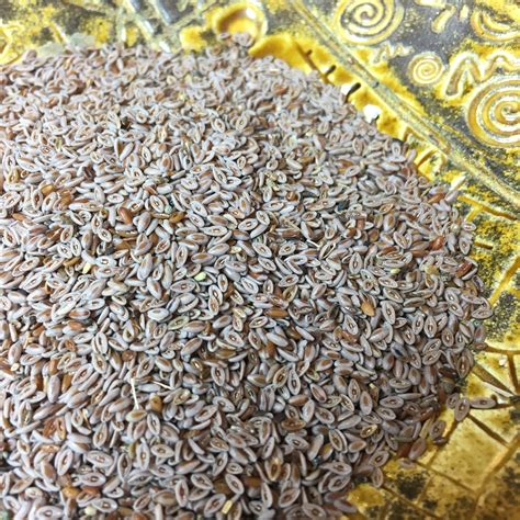 Psyllium Seed Certified Organic Psyllium Seeds Blonde | Etsy