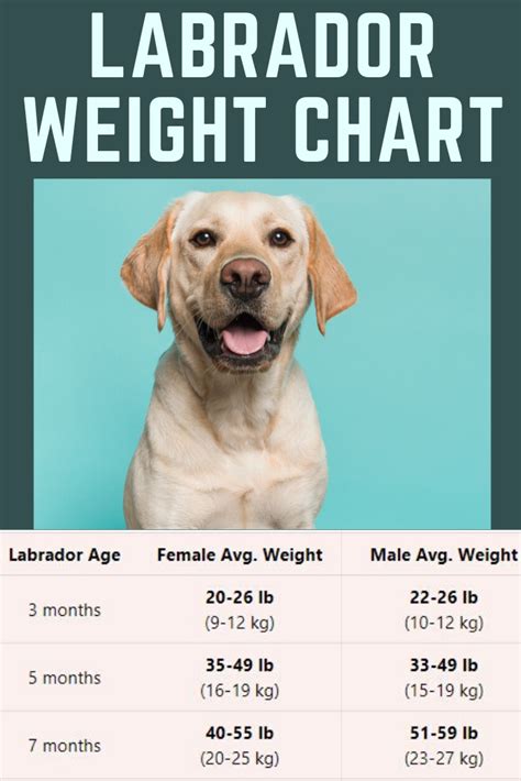 Labrador Weight Charts - A Comprehensive Guide