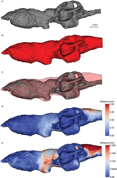 Brain-endocast spatial relationship in Neoceratodus, left lateral ...