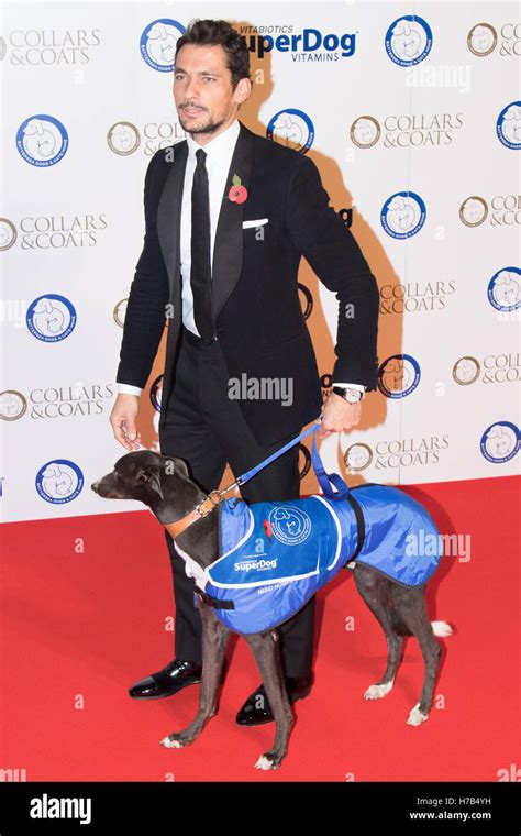 Battersea, London, November 3rd 2016. Celebrities and their dogs attend ...