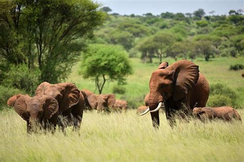 Enter Ngorongoro Conservation Area | Join Up Safaris