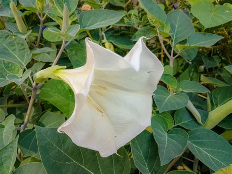 Datura Plant Growing: Information About Datura Trumpet Flower Care