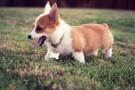 Corgi Puppies Wallpaper (54+ images)