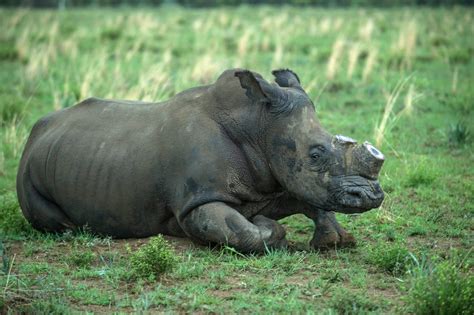 Poaching of African Rhinos Rises at 'Alarming' Rate | Time