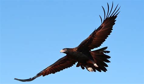 Bird 67 – Wedge-tailed Eagle – Bird of the Week