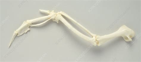 Skeleton of a bird's wing - Stock Image - C051/8315 - Science Photo Library