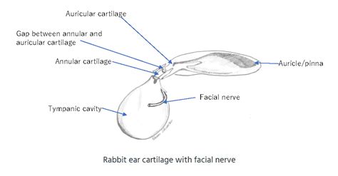 Rabbit otitis externa case study