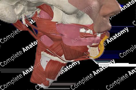 Geniohyoid Muscle | Complete Anatomy