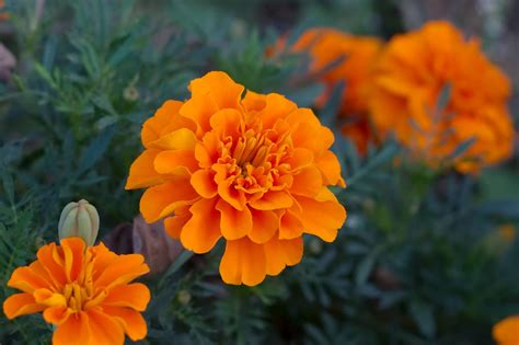 Marigolds: The Magnificent Birth Flower Of October | Avas Flowers