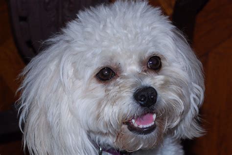 37+ Bichon Frise Poodle Mix Adoption Picture - Bleumoonproductions