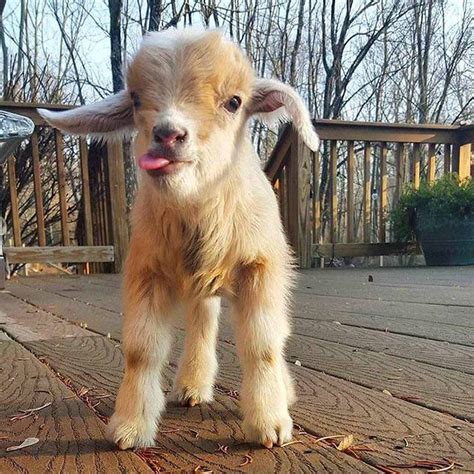 Cute Baby Goat Photos, Videos and Facts - Animal Hype