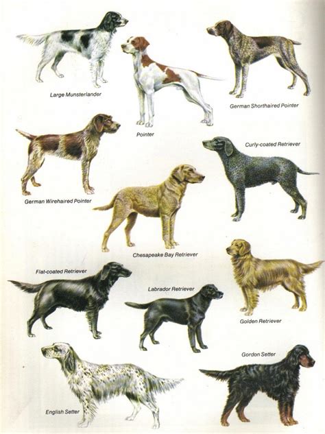 pointer | Natural History