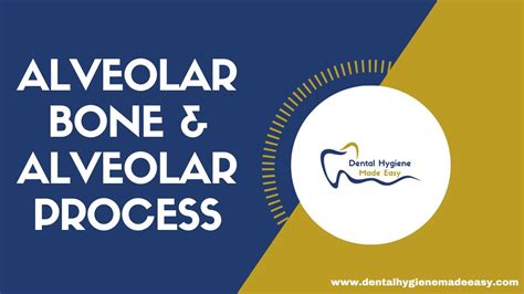 Histology of Alveolar Bone / Alveolar Process - YouTube