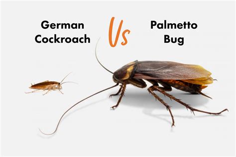 German Roach vs American Roach (Which ONE to FEAR?) | APB