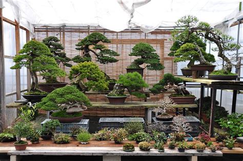 Buy Bonsai Tree, Bonsai Tree Types, Indoor Bonsai Tree, Indoor Trees ...