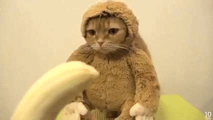 Monkey-suit GIFs - Get the best GIF on GIPHY