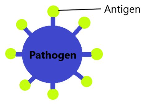 Diseases And Immunity - IGCSE Biology Notes (2020)