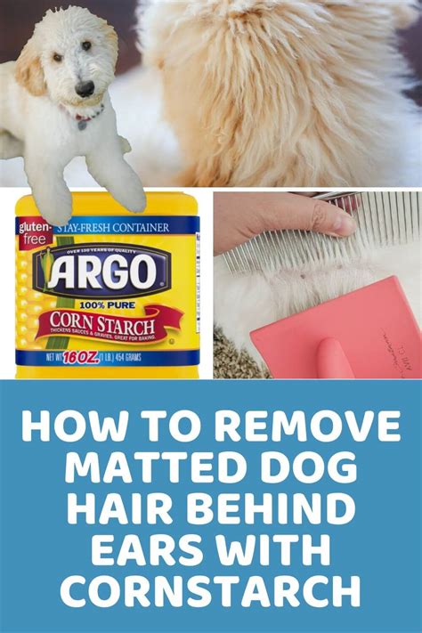 How to Remove Matted Dog Hair Behind Ears With Cornstarch (Video)