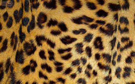 Download Shiny Leopard Print Fur Wallpaper | Wallpapers.com