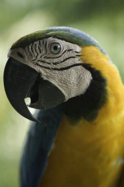 Diet for Blue Gold Macaw Parrot - Pets