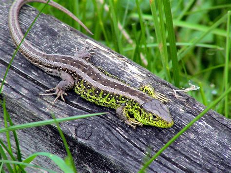 The Sand Lizard | Amazing Animal Facts & Photographs | The Wildlife