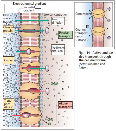 The Human Body: Osmosis and Osmotic Pressure