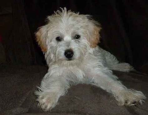 Photo of Parker the Cairnoodle | Dog haircuts, Cairn terrier, Scruffy dogs