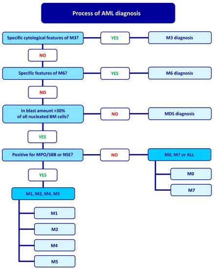 IJMS | Free Full-Text | Choosing the Right Cell Line for Acute Myeloid ...