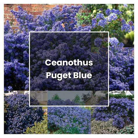 How to Grow Ceanothus Puget Blue - Plant Care & Tips | NorwichGardener