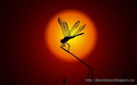 Free Dragonfly Wallpaper - WallpaperSafari