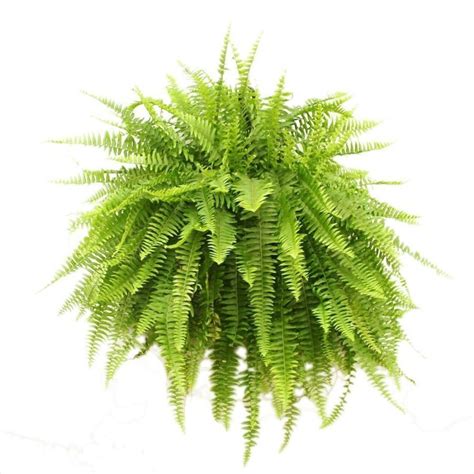 Fern Nephrolepis: care at home