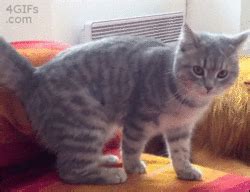 10 Hilarious Cat Gifs - The List Love