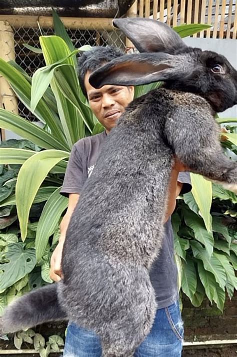 Viral Flemish Giant Rabbit in Indonesia, The World's Oldest Rabbit Race ...