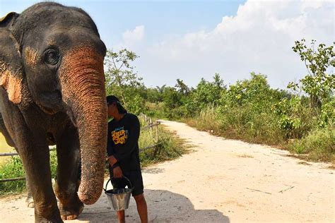 Pattaya Elephant Sanctuary - My Thailand Tours | ethical Elephant treating