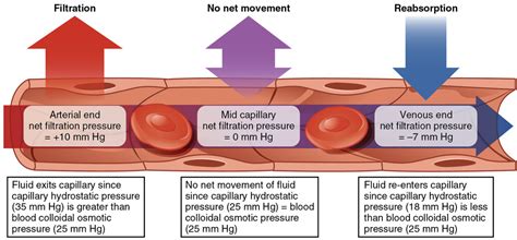 Fluid and electrolytes Diagram | Quizlet