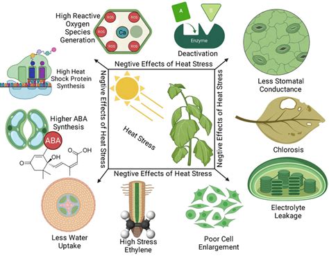 Impact of heat stress on plants | Download Scientific Diagram