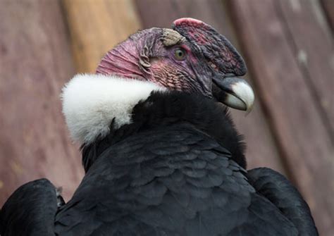 About the Andean Condor, Vultur gryphus | Vulture Conservancy