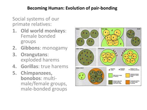 Becoming Human: Evolution of pair